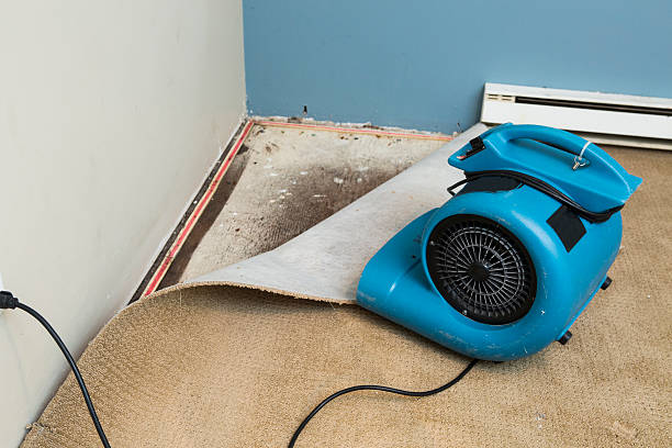 Best Professional water damage repair  in Green Oaks, IL